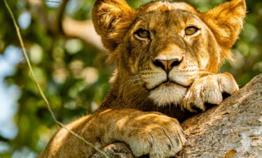 8 Days Gorilla Trekking and African Big 5 Safari