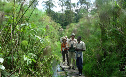 Birding in Uganda Birds Bird Watching Safari Destinations shoebill in Uganda 1