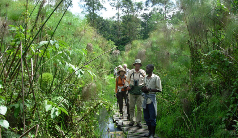 Birding in Uganda Birds Bird Watching Safari Destinations shoebill in Uganda 1