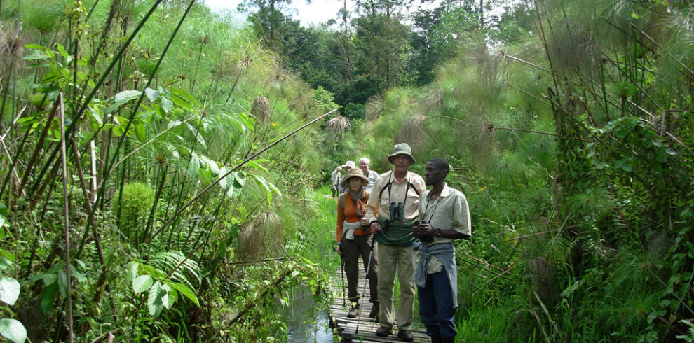 Birding in Uganda Birds Bird Watching Safari Destinations shoebill in Uganda 1