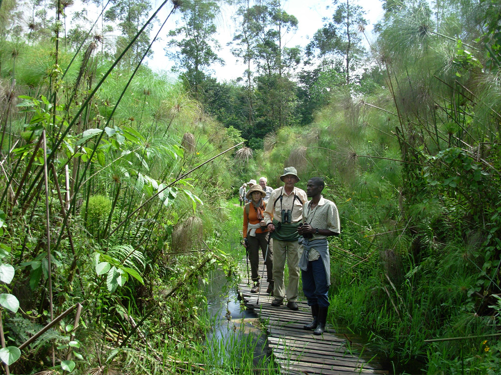 Birding in Uganda Birds Bird Watching Safari Destinations shoebill in Uganda 1