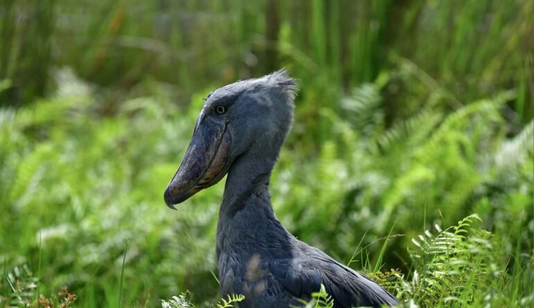 Birding in Uganda Birds Bird Watching Safari Destinations shoebill in Uganda