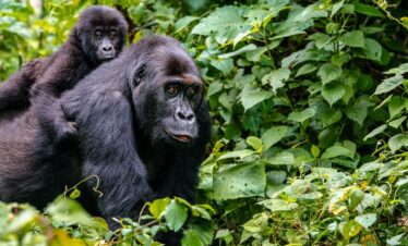 Uganda gorilla trekking
