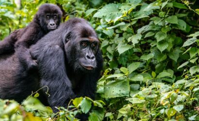 Uganda gorilla trekking