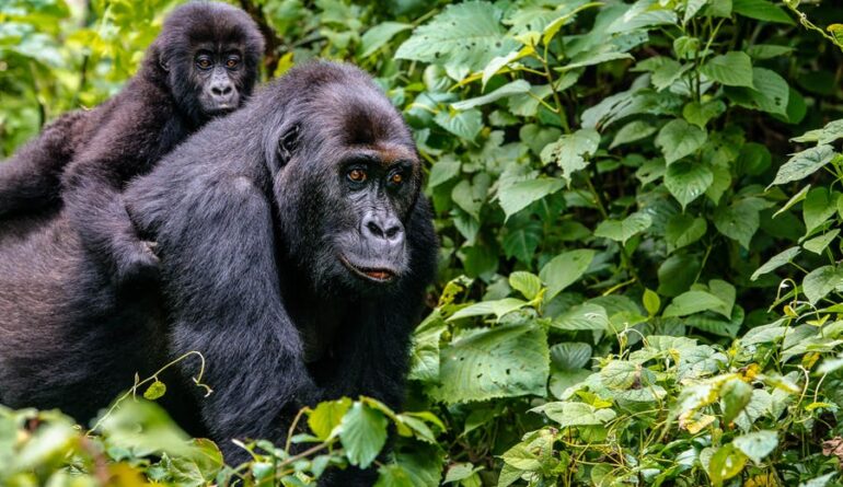 Uganda gorilla trekking