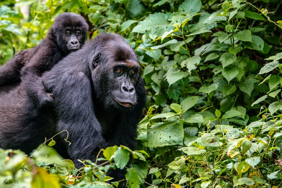 Uganda gorilla trekking