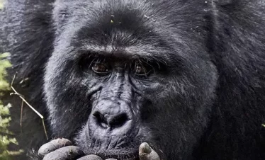 5-Day Mgahinga-Gorilla Trek-Batwa Trail and Coffee Tour