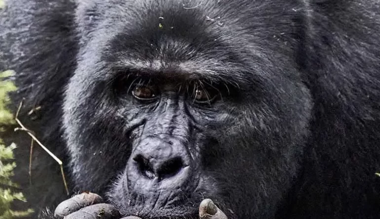 gorilla_tours_silverback