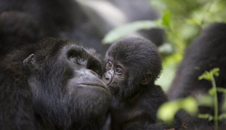 A baby mountain wild gorilla kisses his mother-min