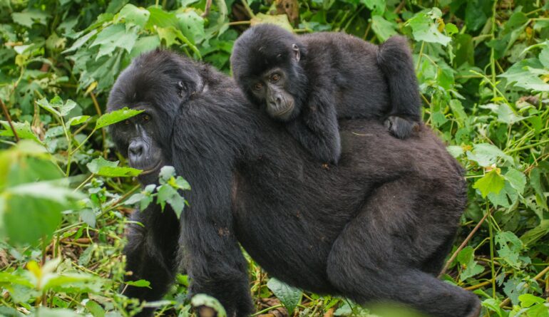 A female mountain gorilla with a baby. Uganda. Bwindi Impenetrable Forest National Park-min