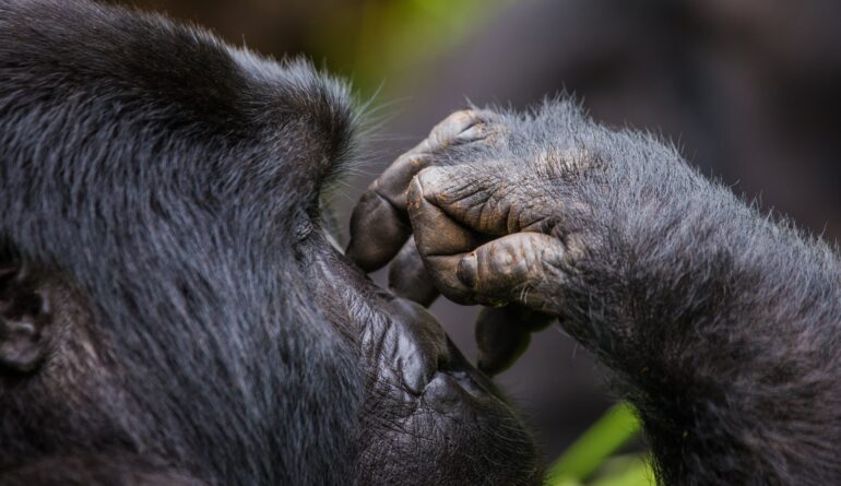 A foot of mountain gorillas. Close-up. Uganda. Bwindi Impenetrable Forest National Park-min